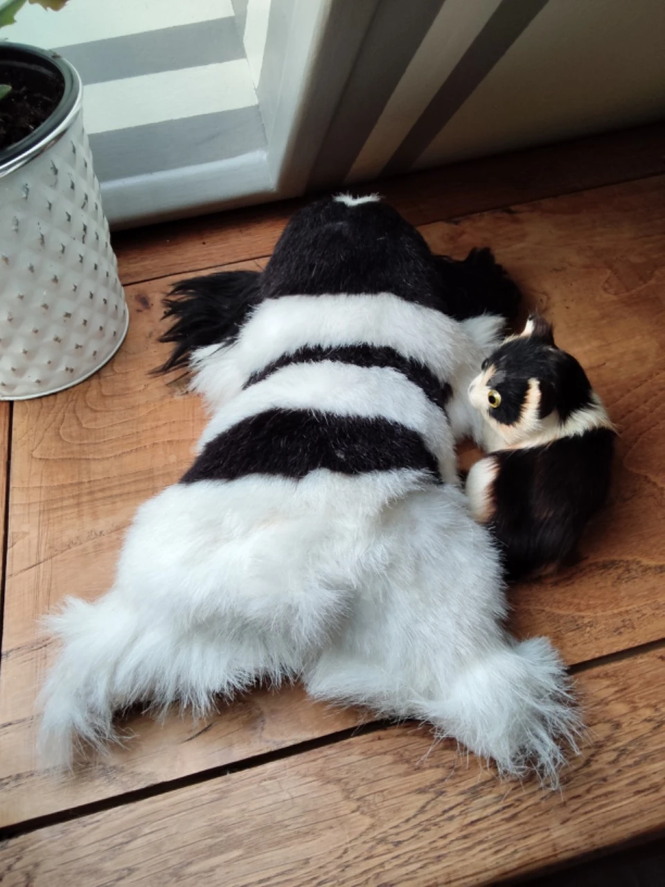 Hond en kat op vintage tapijt – photo 4
